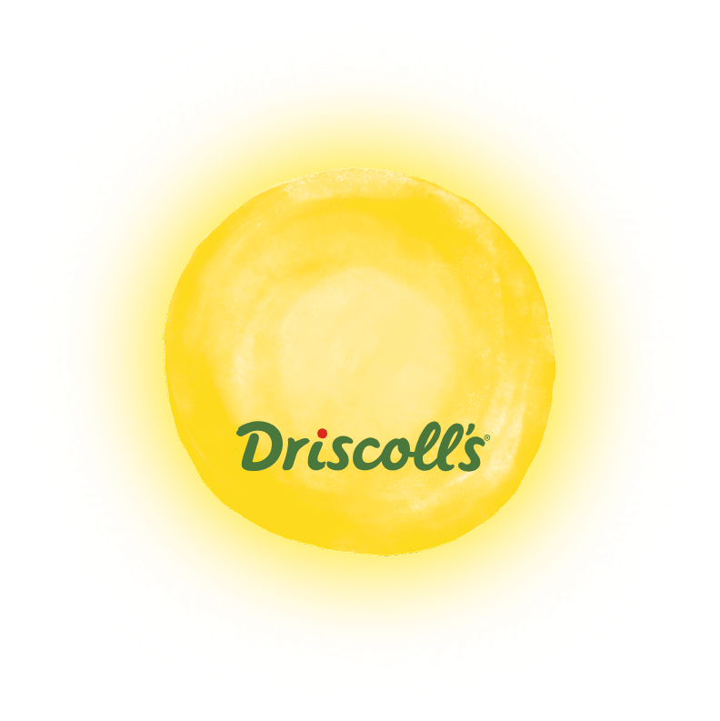 Vacancies - Driscolls